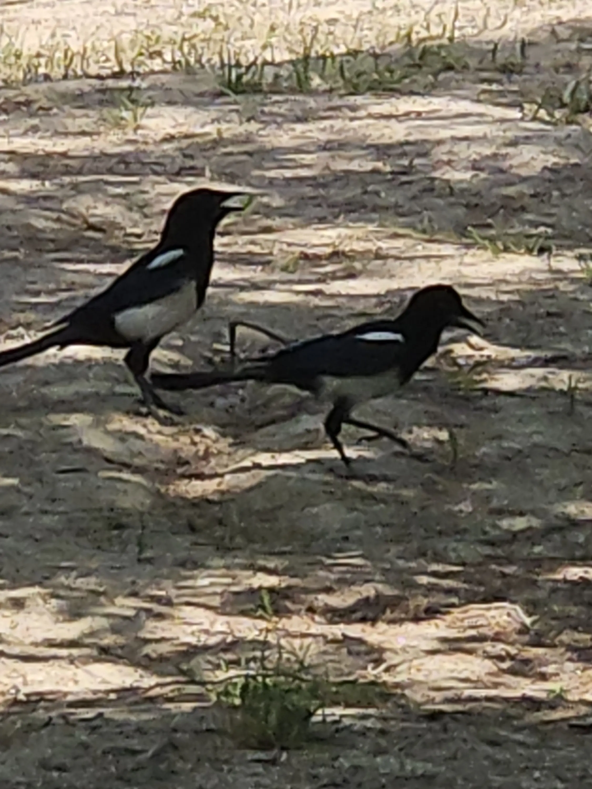 Moa_Zootopia의 마음대로 2 (시골학교)
