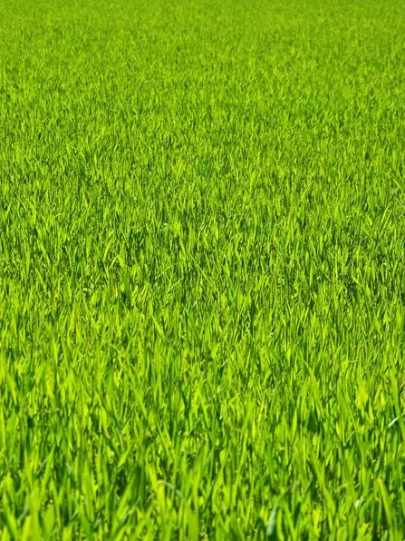 hutonimomusi3995의 ただの草が話しかけてきた