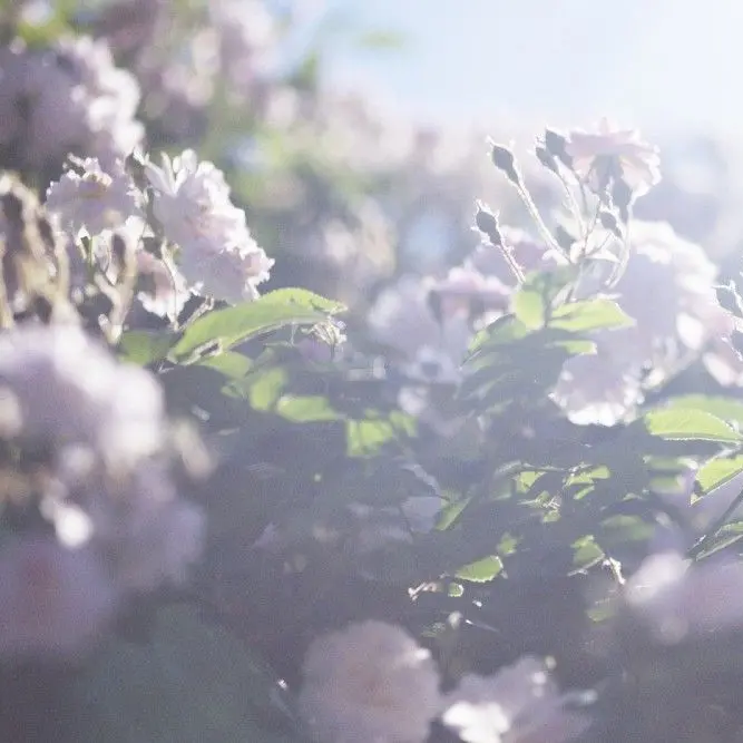 SourMouse3752의 ひぐらしのなく頃に