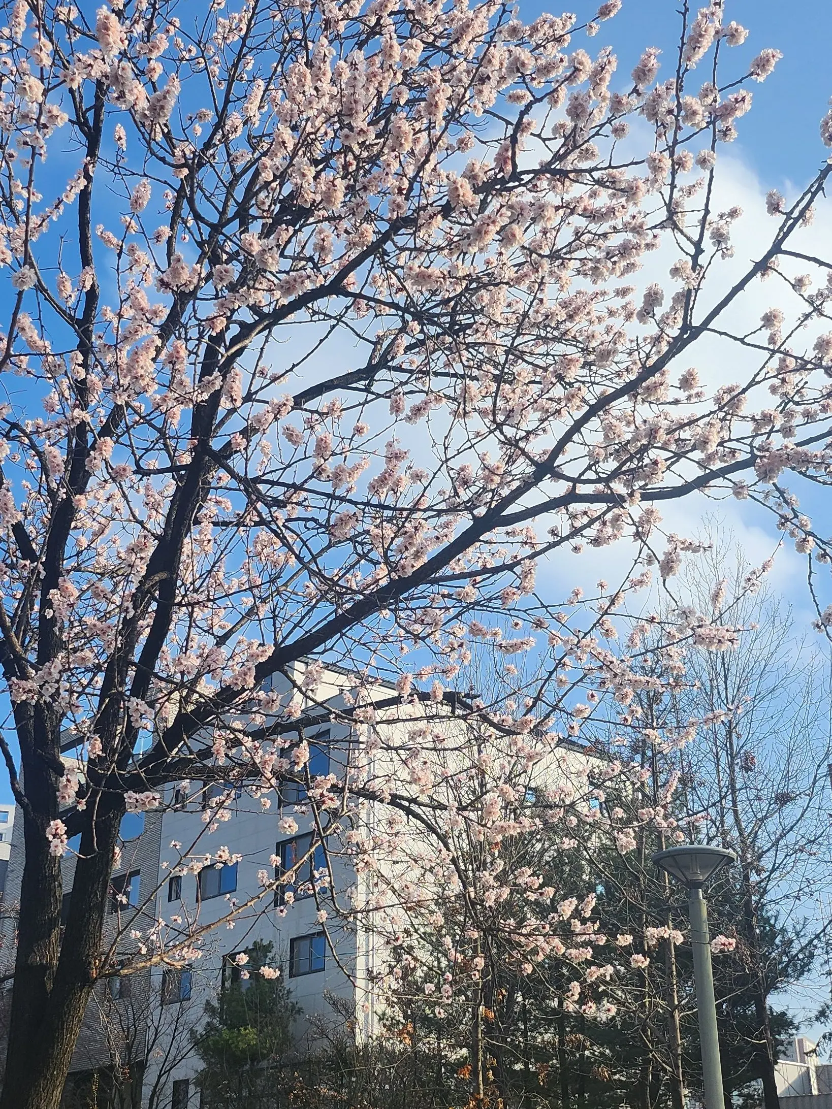 LaxestBraid0376의 뱀파이어 학교