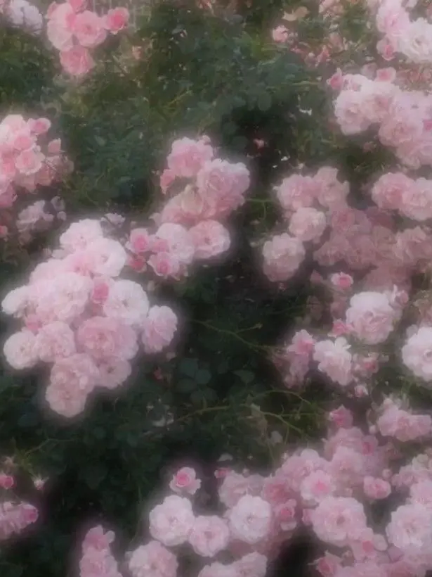 ShabbySlur2143의 とりあえず今日は――🌹❋