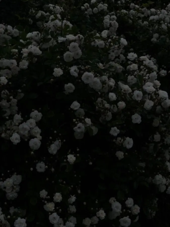 yumeno_nak_a의 精神科