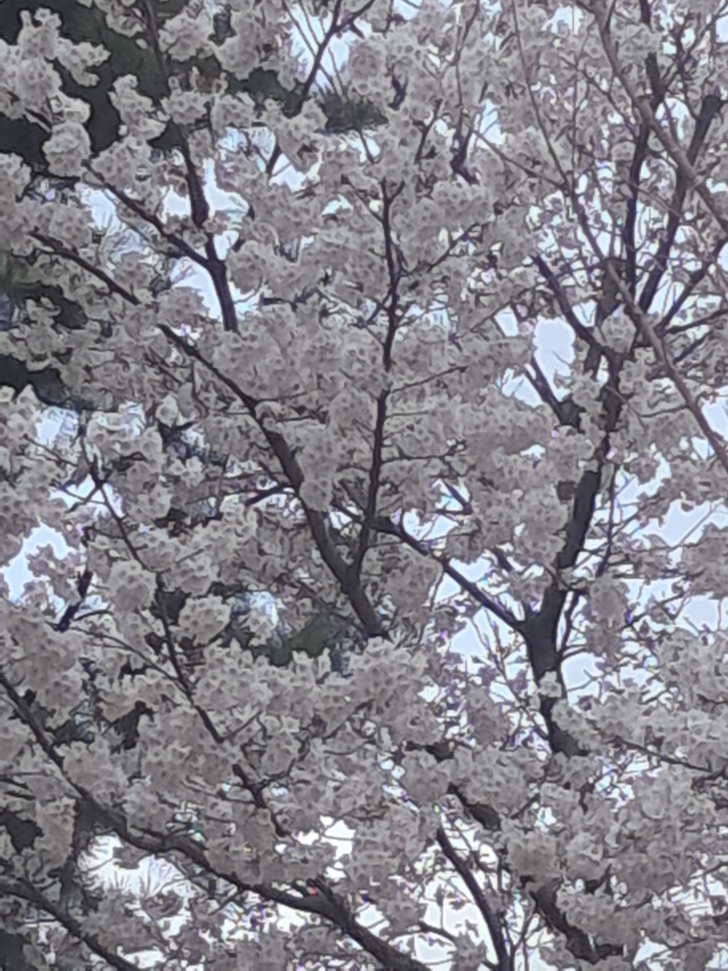 Dghhskk의 火山帰還