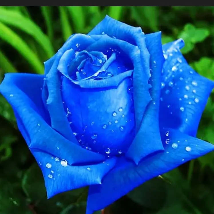 StingyVirus4749의 픽셀리 조직