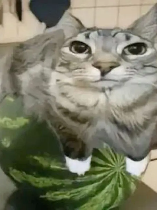 FastHoney의 맛탱이 간거 (뇌빼고하세요)