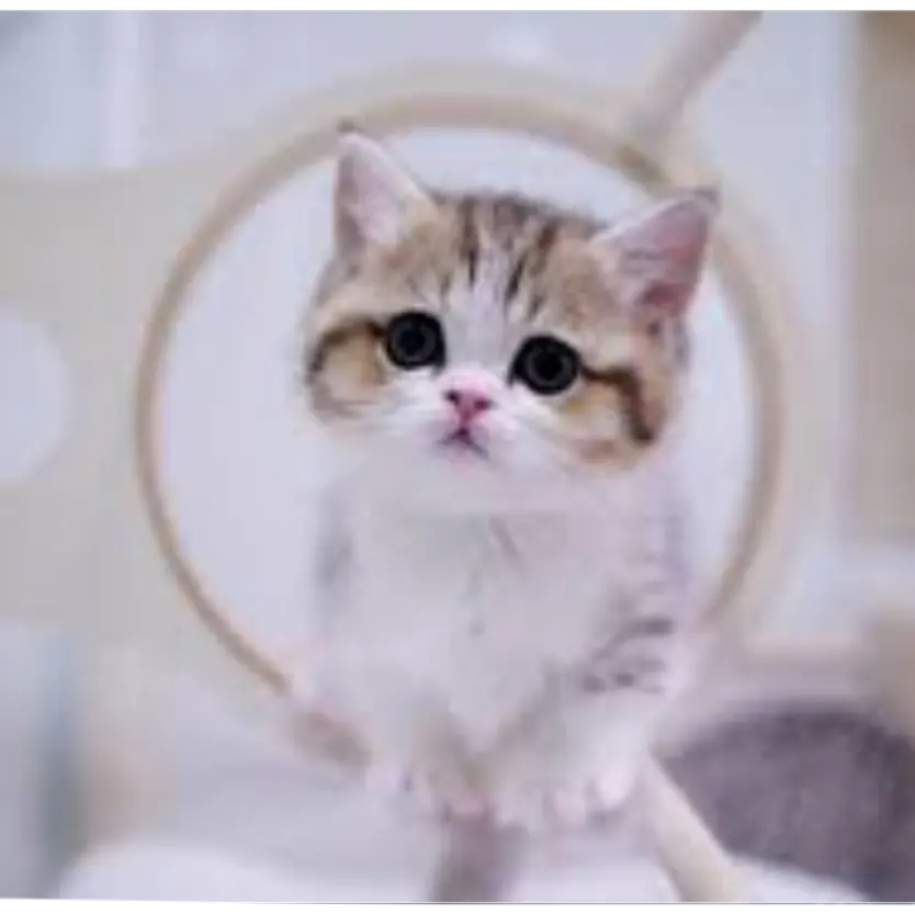 SlickLatch1325의 냥이