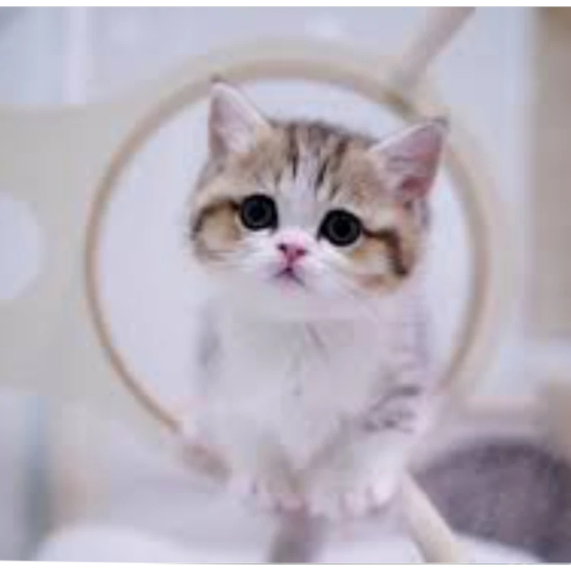 냥이