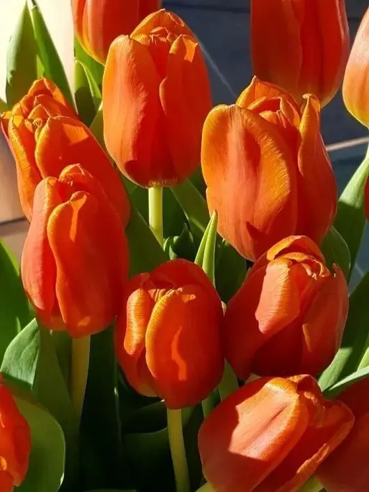 dpxnp의 인형과 동기화 된 사장님