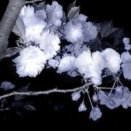 ActiveDiary4655의 악마 키우기..?