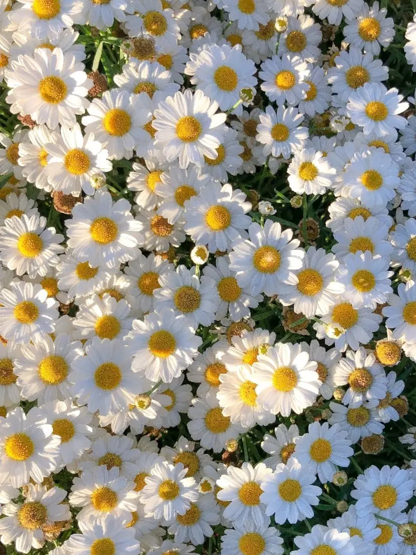 BossyZebra4742의 가면 무도회에 잔입 합니다!