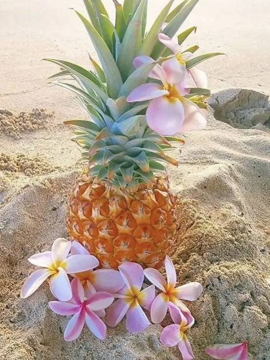 Felixlover의 IN THE ANANAS ISLAND