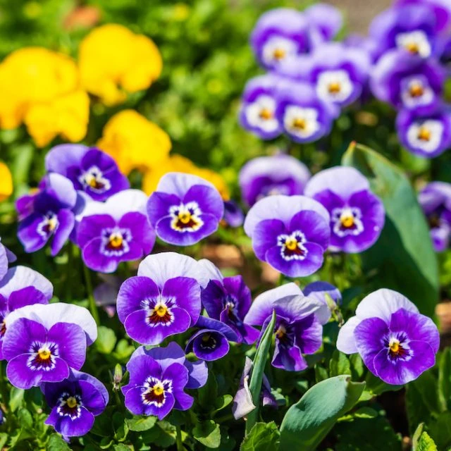 枯れる花