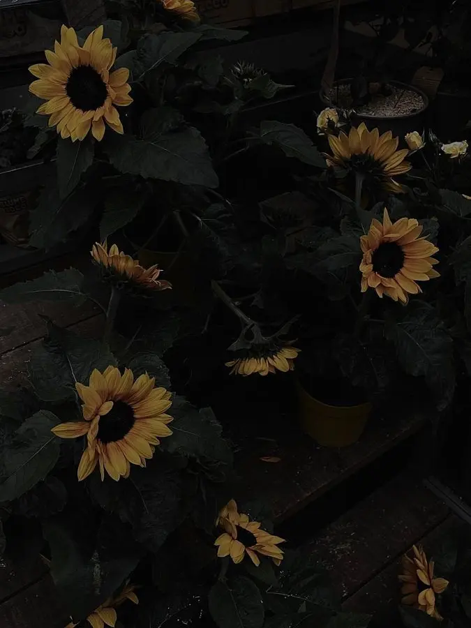 nyankora의 ハッピー