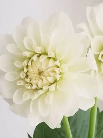 RipeChalk2301의 俳優の私と声優たち！