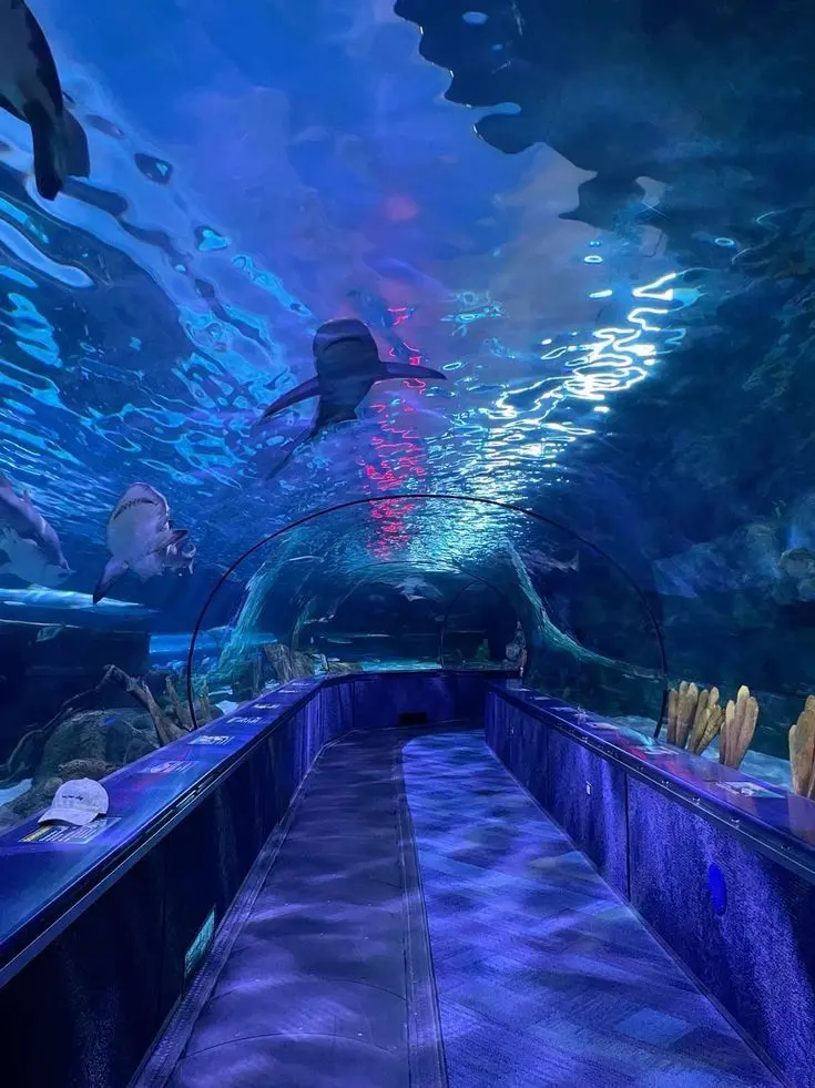 Broken_recorder의 MHA~> aquarium trip