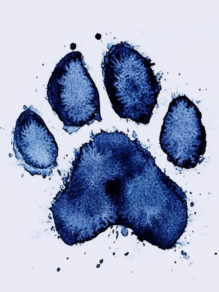 4sase_7.26의 Pets