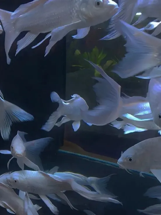 Navvon의 高 叡準