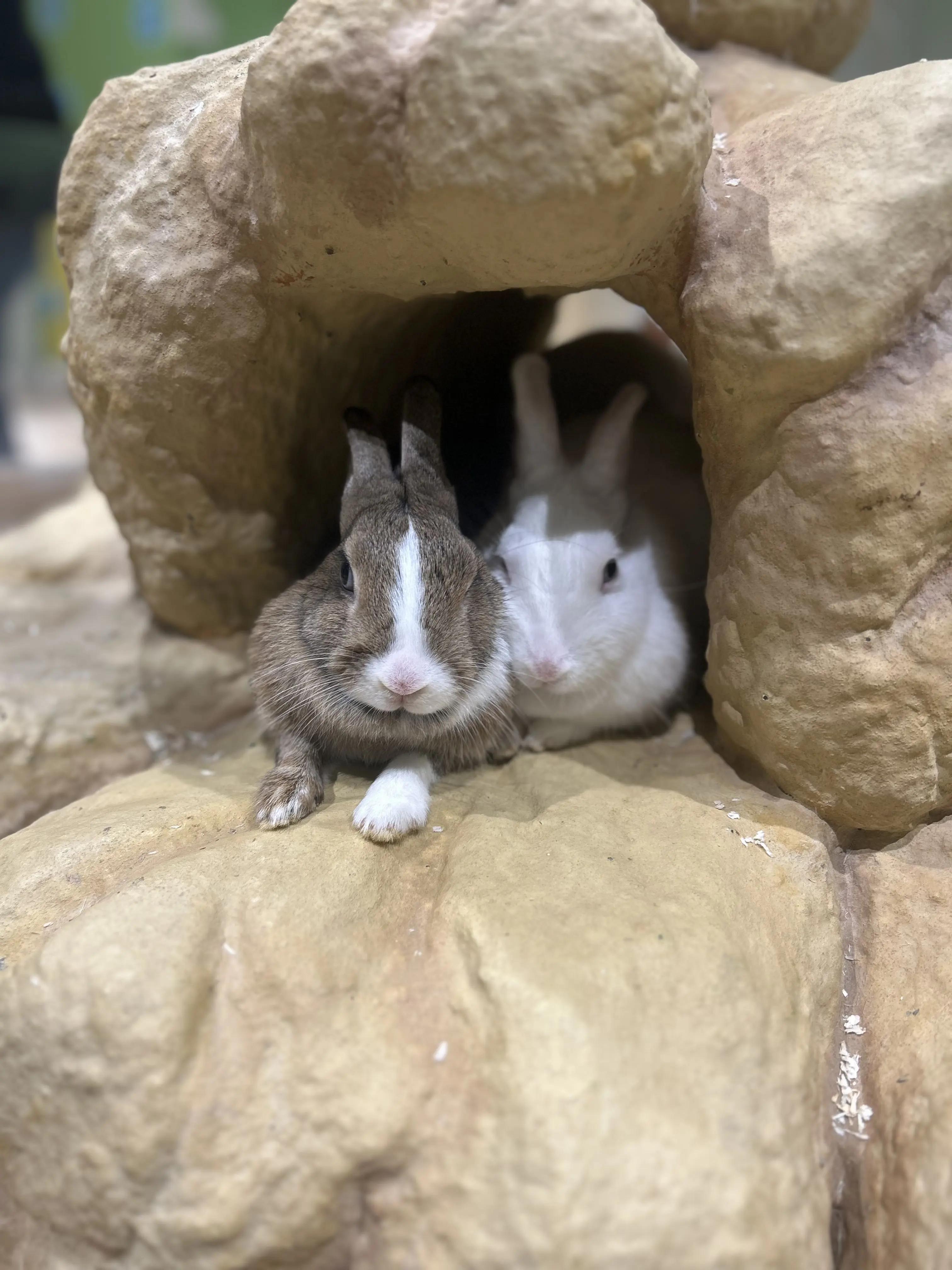 ChewyFlake4940의 しぇどぉれぇつぅきぃ