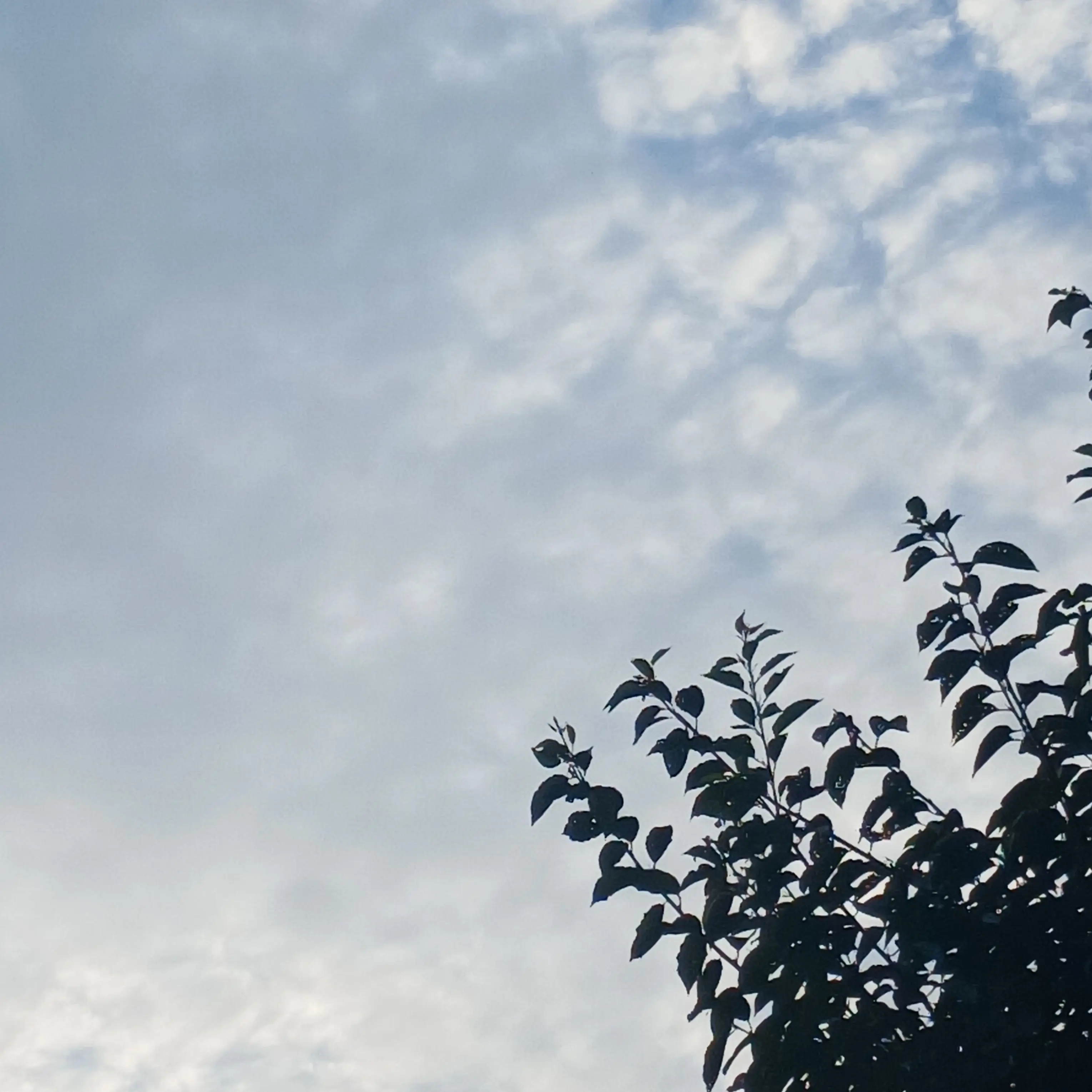 jiwoo0607의 학교에서 나쁜애들을 때리는직업이되었다