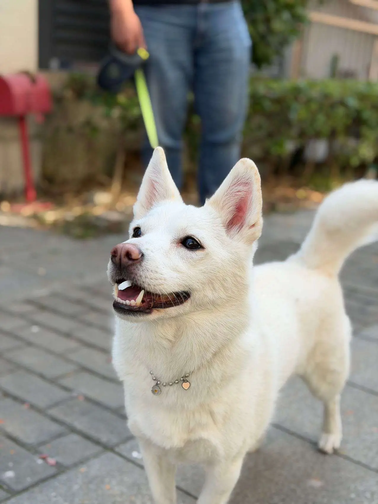 guaji.cat48476의 팀나빠와 옷갈아입기 챌린지! 여우있음