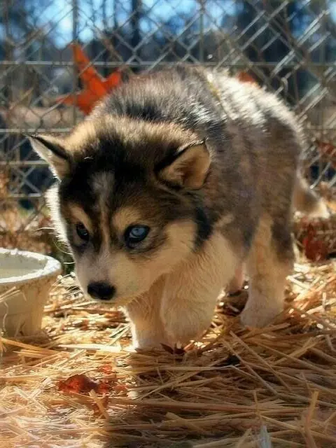 ClearCloak6970의 귀살대 주들과 아기 늑대(개인용)