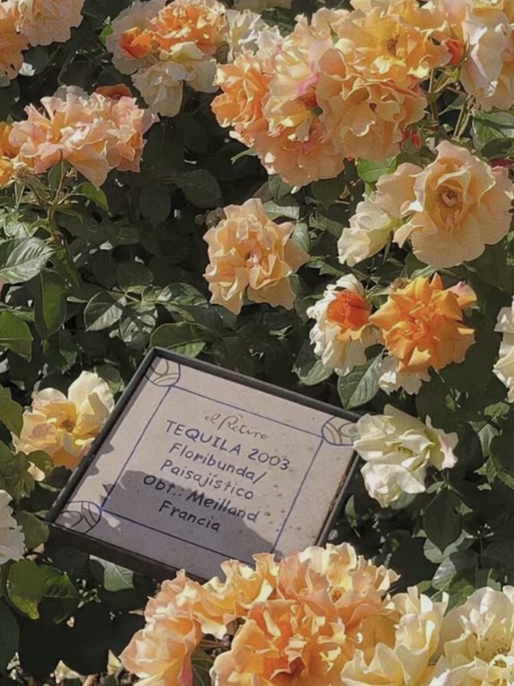 Dear My Darling 🧡 대표 이미지