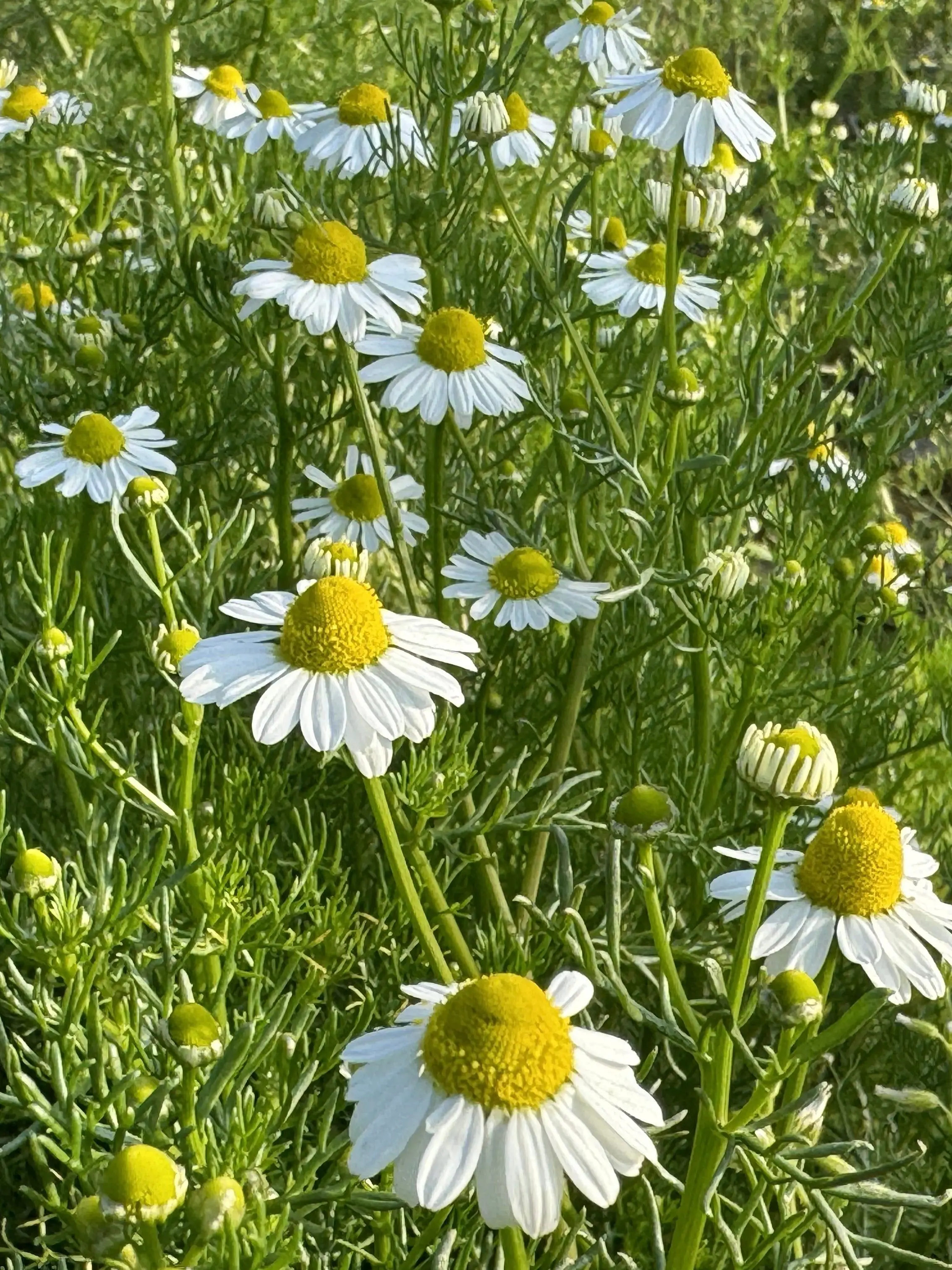 jinto_Love의 やっぱり居ないと無理だ、きみが