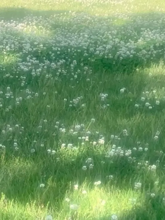 Ilovelimbus의 넓은 초원,