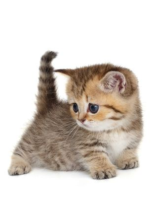 힘든 고양이 키우기 대표 이미지