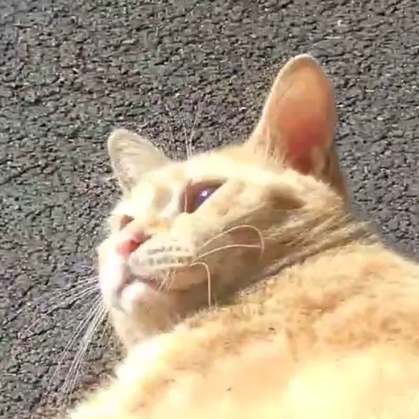 LargeWife9522의 あ