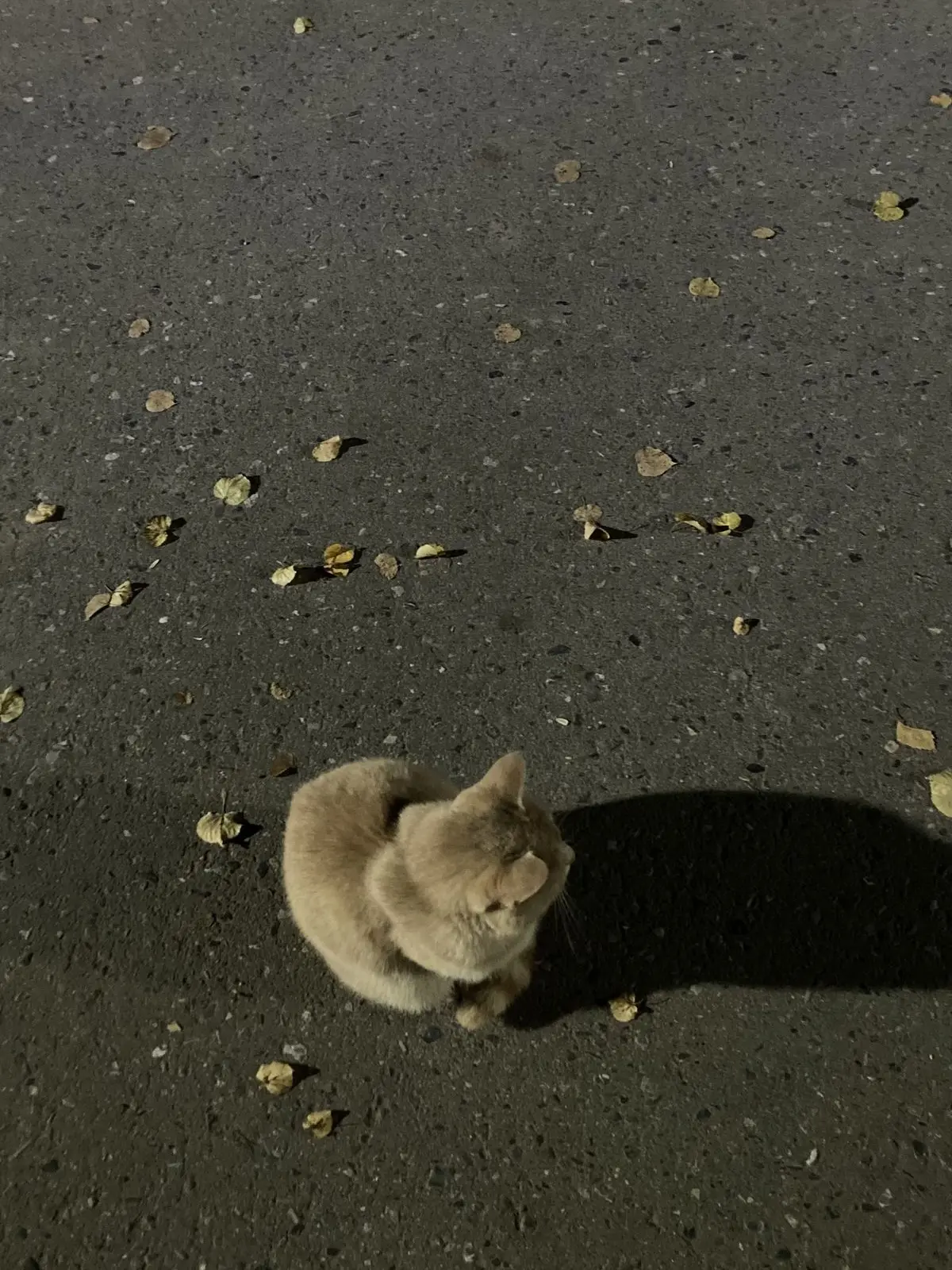 WetBlade6641의 ほっぺた触らせてください!!