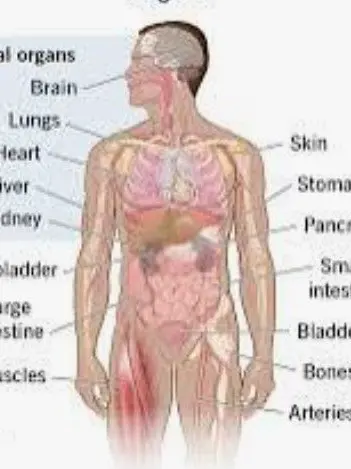 Goonatron3000의 Anatomy RP