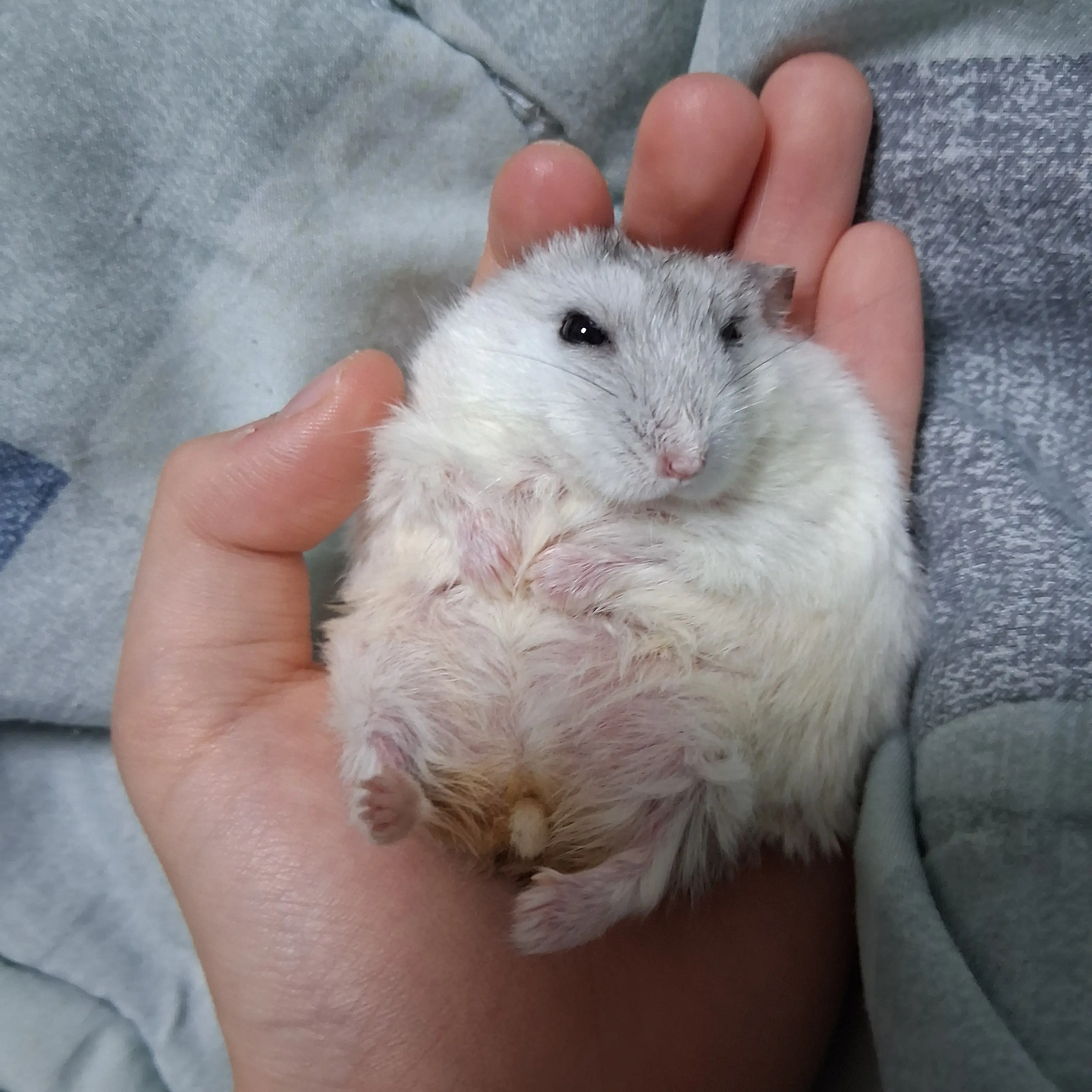 GoodMorningwithHamster의 괴물한테 잡혀간 유저