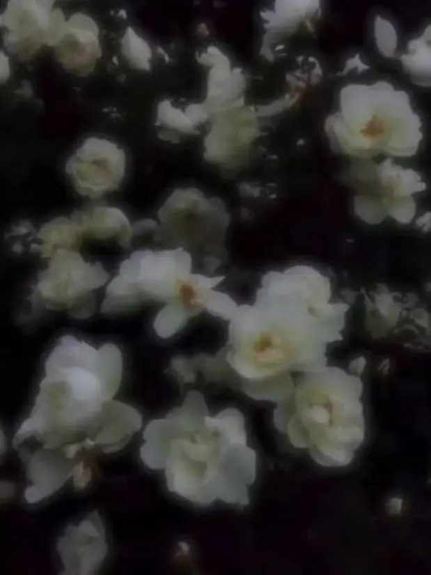 _9zlq의 愛されなかった子