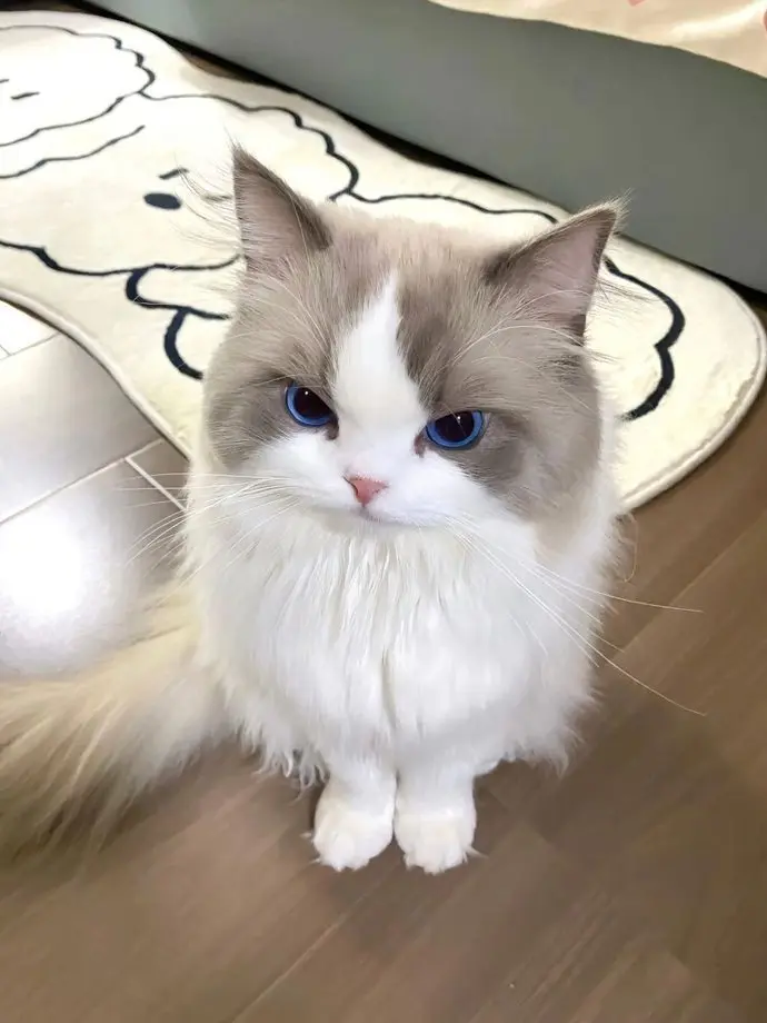 BlueCliff9199의 ルナ可愛い子猫ちゃん