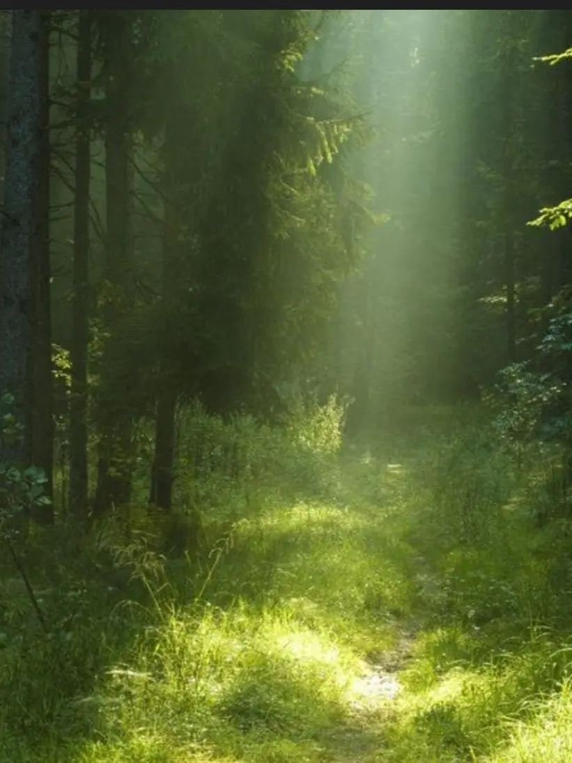 TestySeed3267의 Forest Guardian