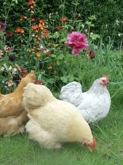 J00nBugzz의 𝐒𝐭𝐚𝐫𝐝𝐞𝐰 𝐕𝐚𝐥𝐥𝐞𝐲 𝐫𝐩𝐠