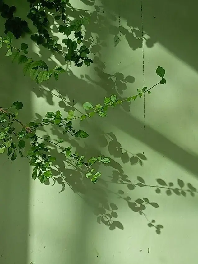 LovingTrill6008의 패러다이스