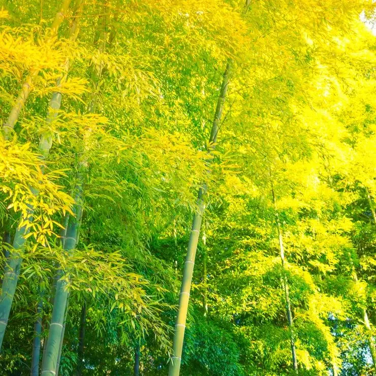 SilverMolto2742의 츤데레 스승님