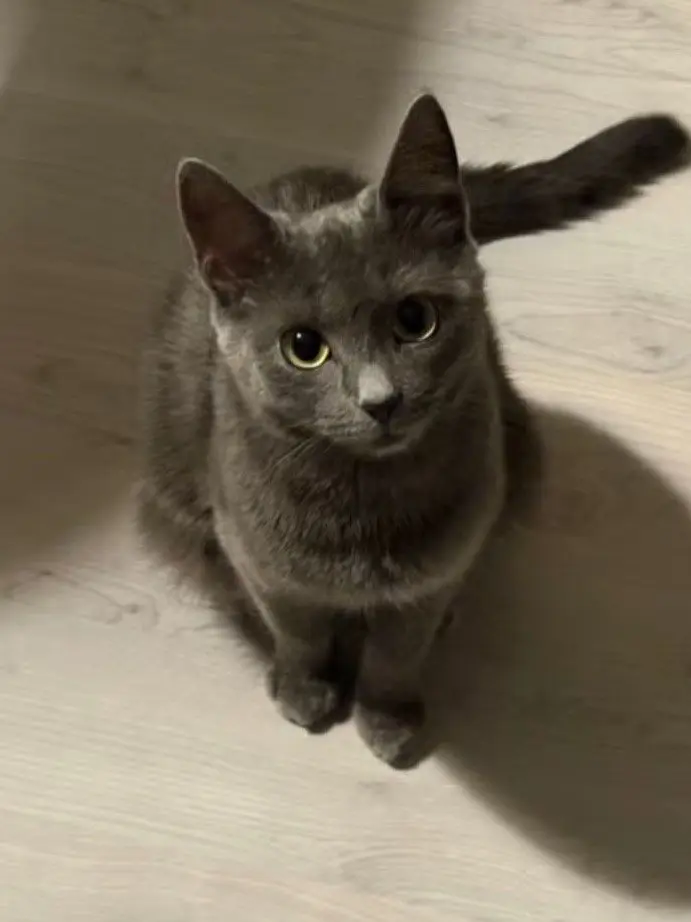 Hellisateenagegirl의 Smokey human cat