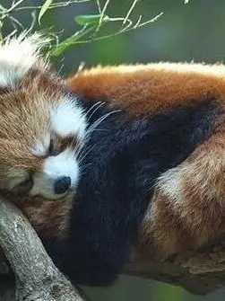 ice_redpanda.love의 아주아주 평범한(?) 고등학교