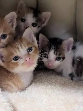 GoodBaby3542의 고양이 6마리들