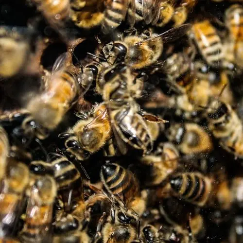 The_7_billionth_human의 꿀벌의비행