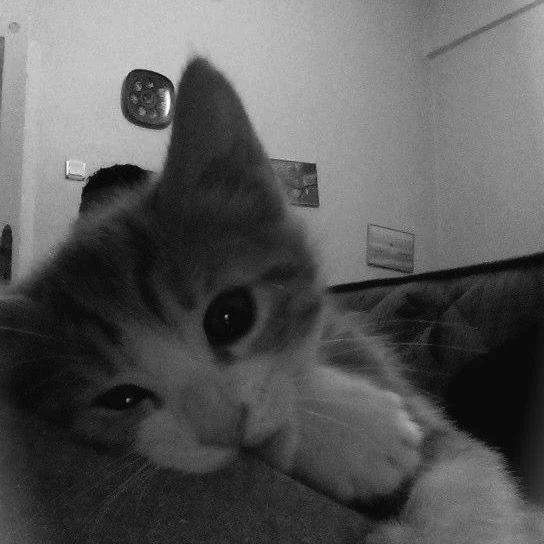 好きになって！