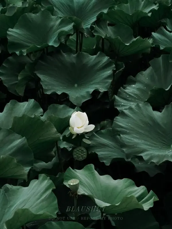 Shelterpihwa의 우리 집에 첩이 들어왔다.