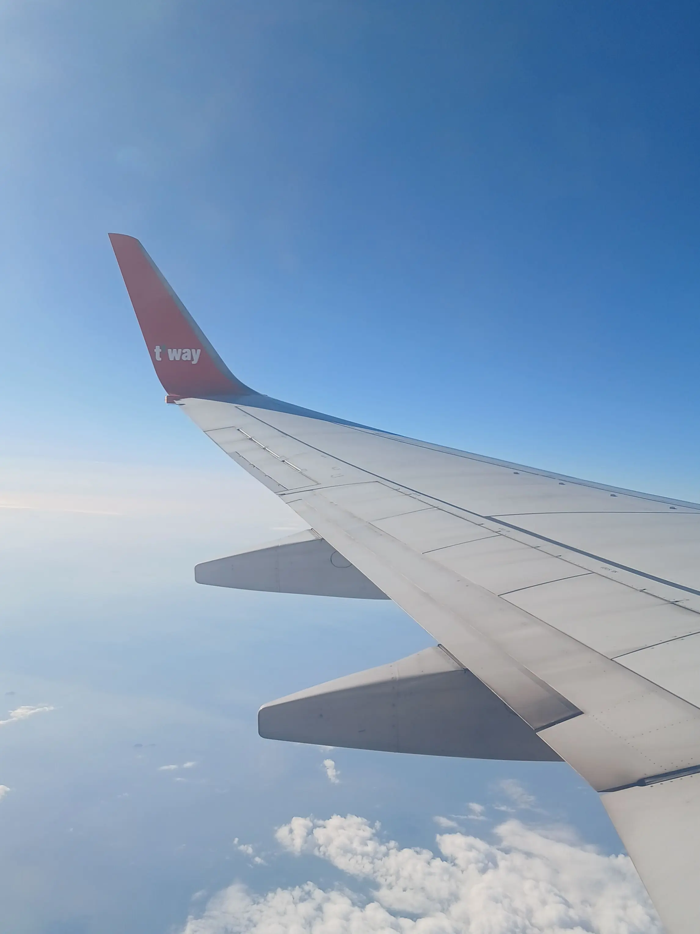 KE832_Pudding의 당신은 타코 입니다+여우+늑대