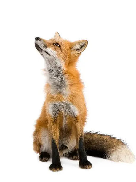 CrispyChalk8730의 Revenge on the Fox