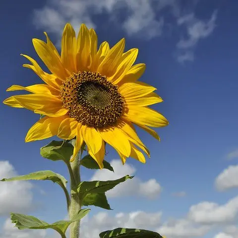 UglyCoach1951의 맑은 날, 해바라기 밭.