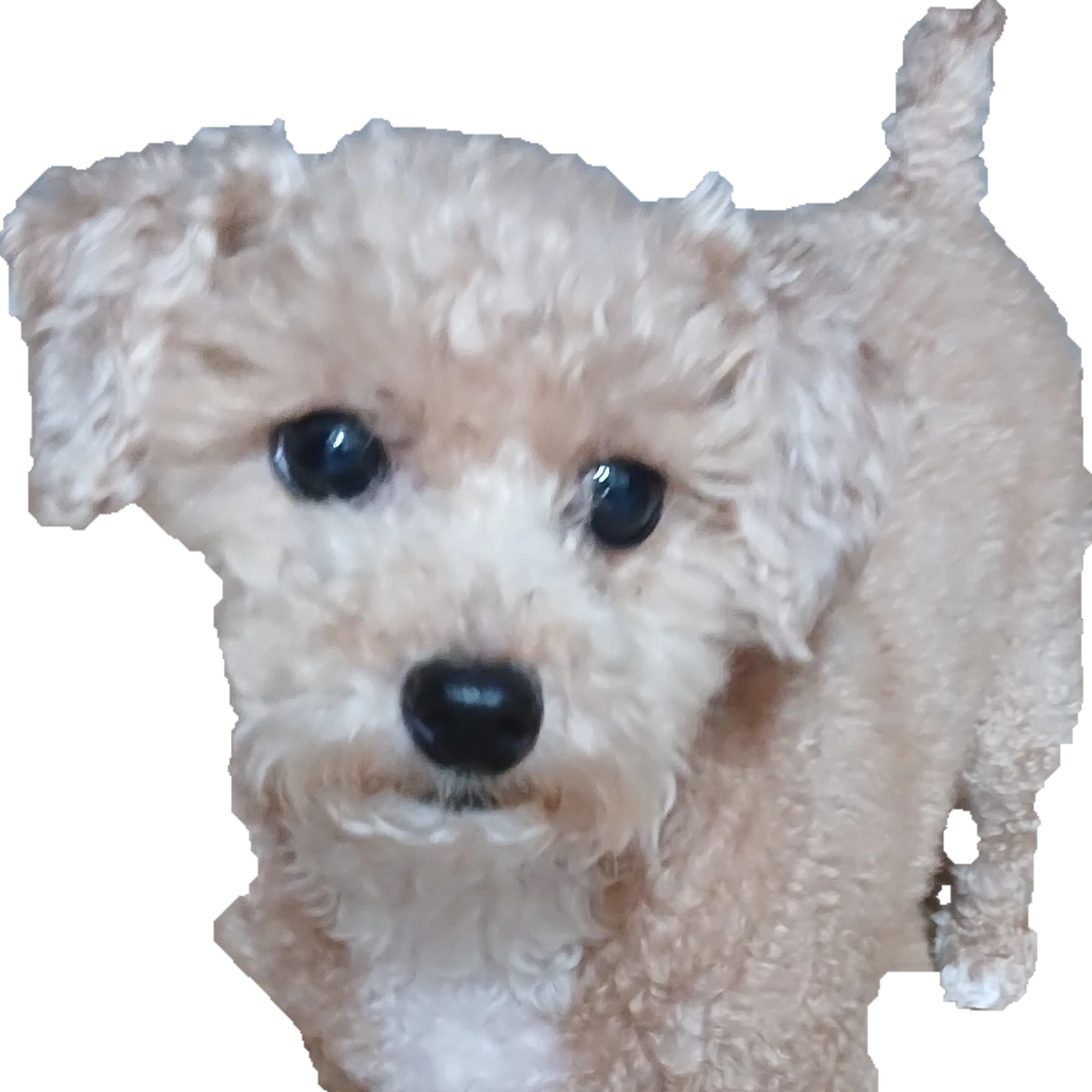 푸들