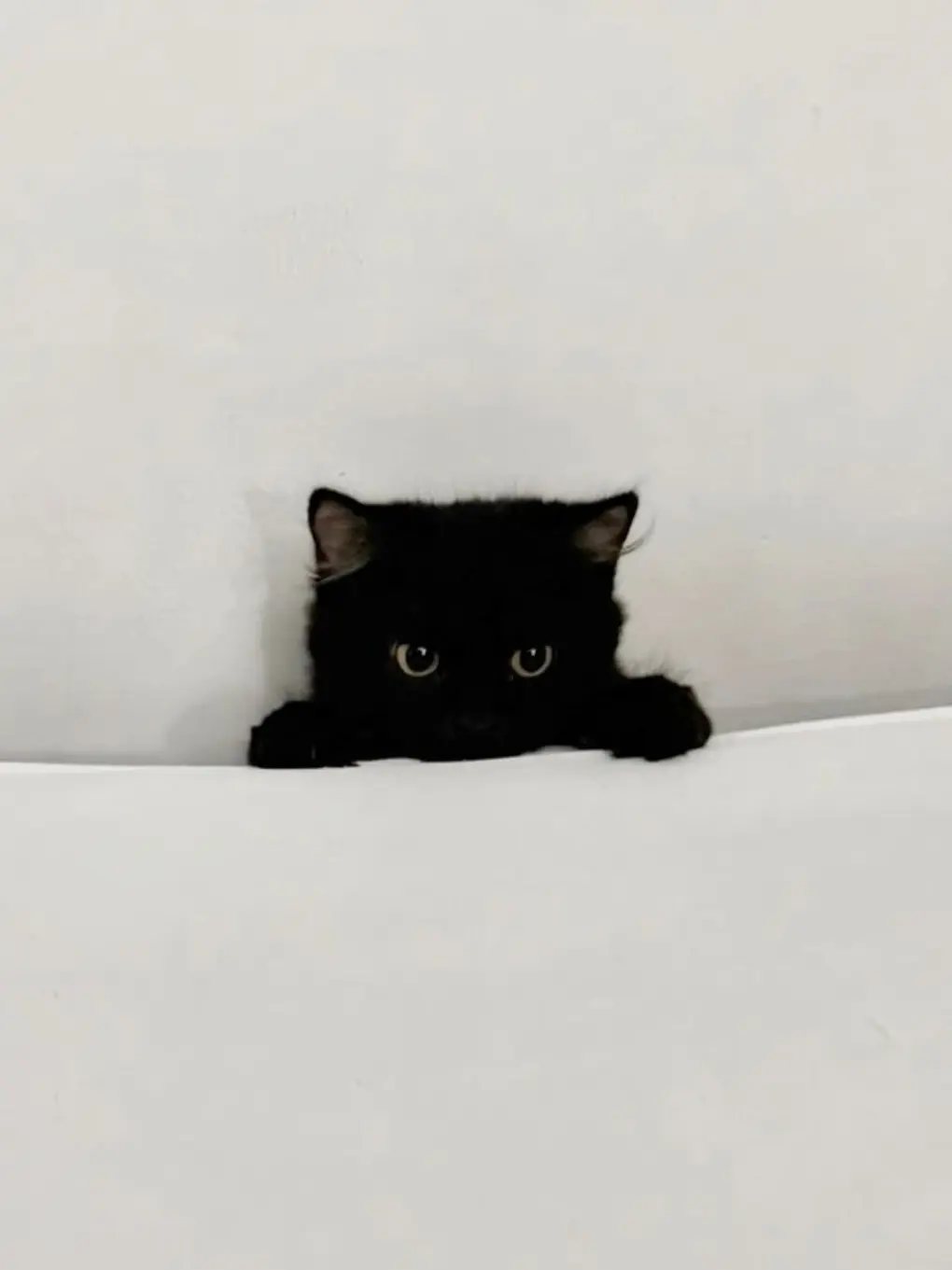 uxxxy628의 黒猫先輩